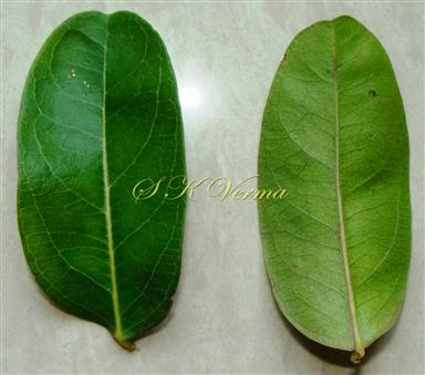  Leaves-Left adaxial and right abaxial view